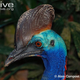 Illustration for article titled Flightless Friday - Casuarius unappendiculatus Edition